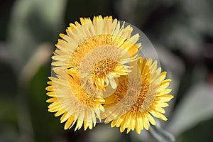 Eye of Christ Inula oculus-christi, golden-yellow flowers photo